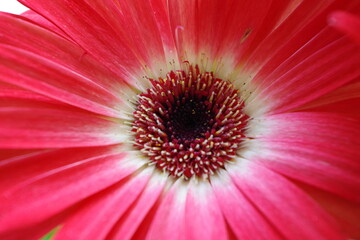 Red gerbera flower macro focus - obrazy, fototapety, plakaty