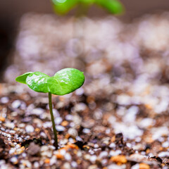 new born leaf of cotton