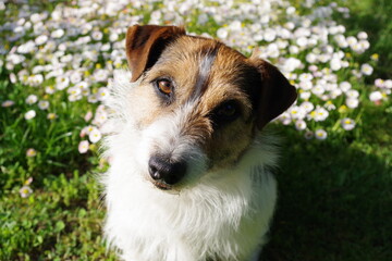 Jack Russel Terrier dog in the garden © Mikoaj