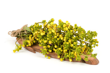 Senna siamea, branch flowers and leaves isolated on white background.