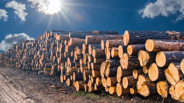 closeup heap of pine log at the sunny day, indystry deforestration time lapse scene