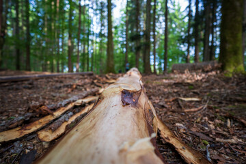 Wandern im Schwarzwald 