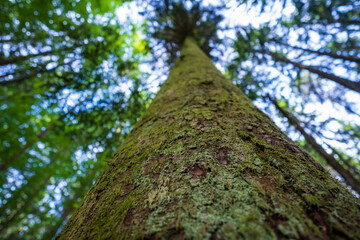 Wandern im Schwarzwald 