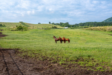 horses on the green meadow in jeju