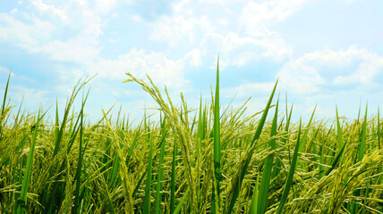 Organic rice fields and beautiful blue sky background in countryside landscape of japan looks fresh and perfect agriculture.