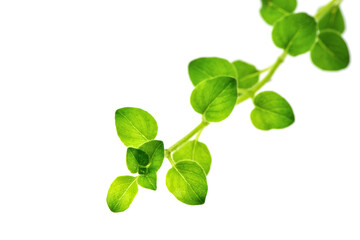 Fototapeta na wymiar Oregano branch green leaves isolated on white background.