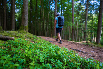 Obraz premium Wandern im Schwarzwald 