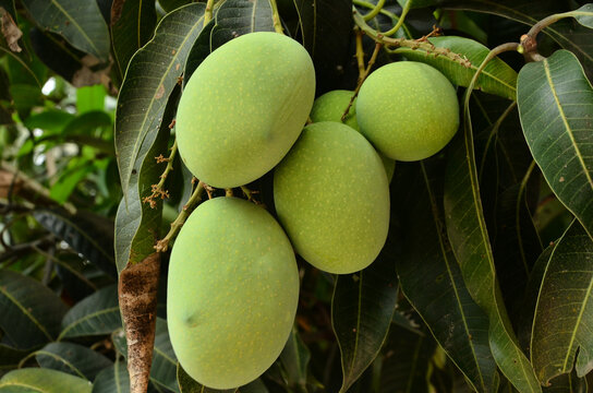 Beautiful Mango fruit green leaf
