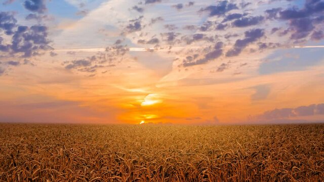 summer wheat field at the dramatic sunset, rural countryside time lapse scene