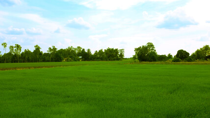 landscape fields and beautiful blue sky background in countryside landscape of japan looks fresh and perfect agriculture.
