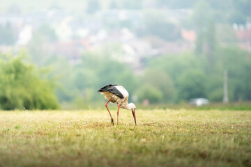 Ein junger Storch auf einem Feld in der Reuss Ebene, in der Schweiz