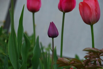Fototapeta premium Purple tulip flower closed. A purple tulip flower that has not yet blossomed on a thin green stem of the heart of other pink tulips against a gray wall.