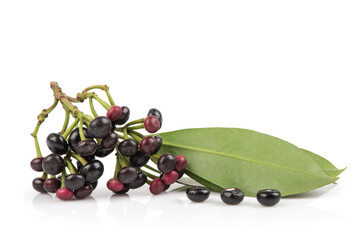 Ardisia polycephala,fruits and green leaves isolated on white background.