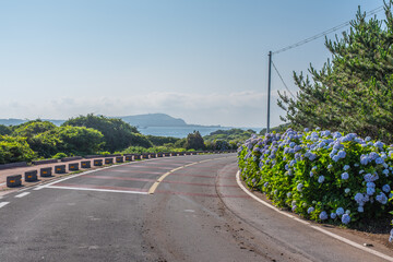 Fototapeta na wymiar There are many of beautiful hydrangea in Jeju island.