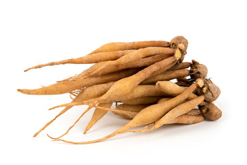 Fingerroot or Galingale rhizome isolated on white background.