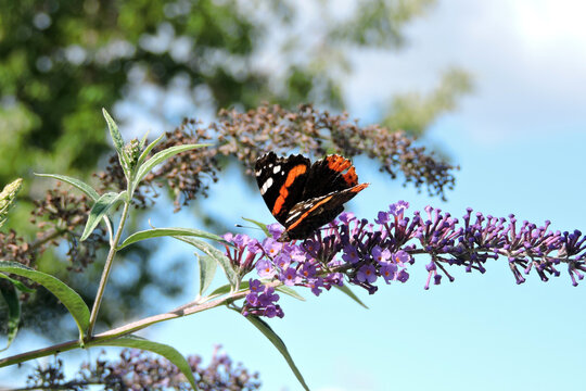 A red admiral with black open wings sucking up nectar from buddleia purple flowers, blue sky in the background