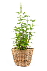 Cat's Whiskers or orthosiphon aristatus ,tree and flowers isolated on white background.