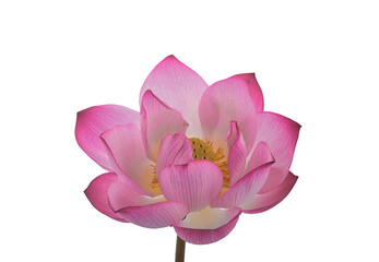 closeup pink royal lotus on white background,isolated
