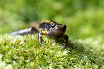 Juvenile fire salamander on a mossy dead trunk