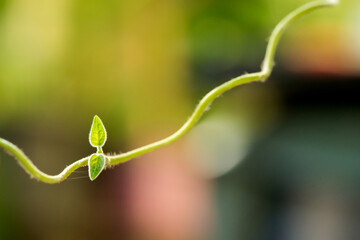Icevine, pareira brava,cissampelos pareira green leaves on nature background.