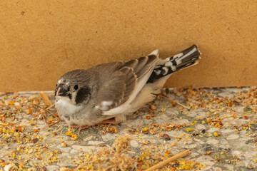 young zebra finch on the ground first out of the nest