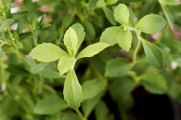 Stevia trees on nature background.