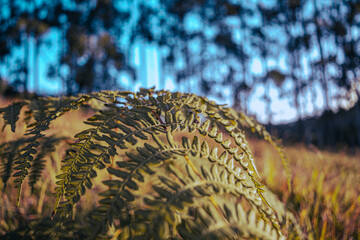 Leaf over landscape