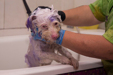 dog groomer bathing the dog at the groomer