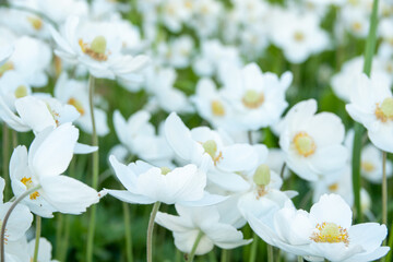 Japanese anemone Elfin Swan - Latin name - Anemone japonica Elfin Swan in garden