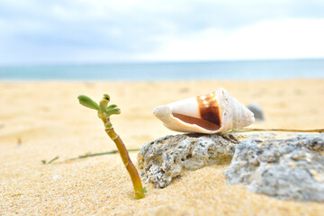 浜辺と貝殻