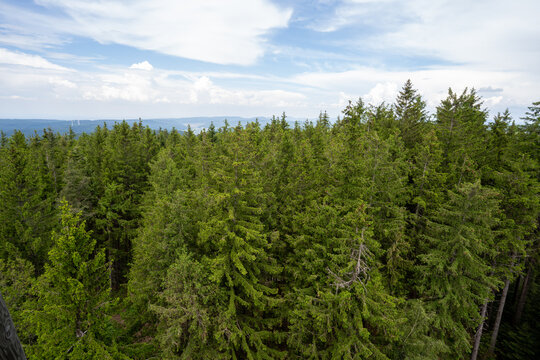 Schwarzwald bei Biederbach