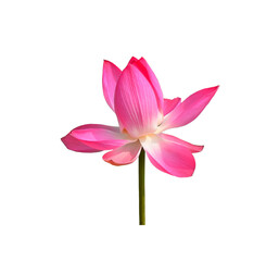 Lotus pink isolated on white background