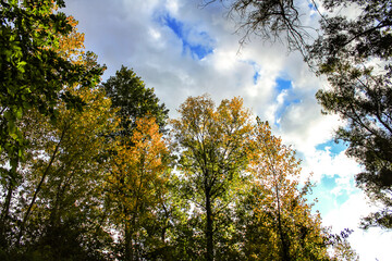Colorful leafy forest and blue sky in Spain