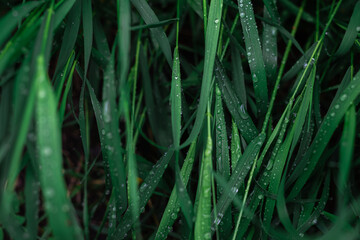 Green grass with raindrops background. Top view.