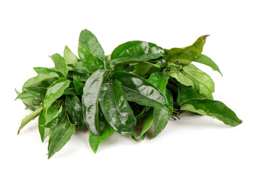 Ya-Nang thai name or tiliacora triandra branch green leaves  isolated on white background.