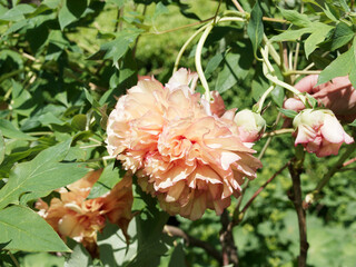 Pivoine arbustive (Paeonia suffruticosa) à grandes fleurs doubles à couleur abricot chaudes et...