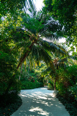 Scenic footpath through lush tropical vegetation and green palm tree forest on an exotic Maldives island on a sunny bright day.