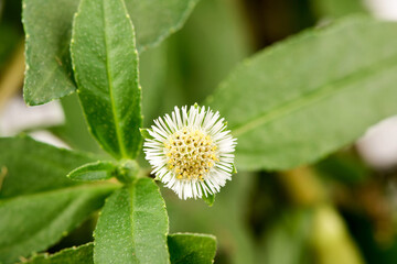 False daisy or eclipta prostrata ,flowers and green leaves on nature background.