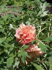 (Paeonia suffruticosa) Pivoine arbustive à grosses fleurs doubles jaune orangé avec liseré rose...