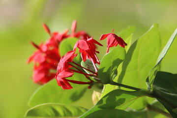 red tropical flower