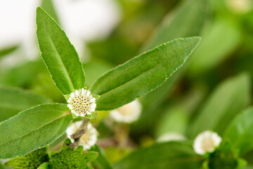 False daisy or eclipta prostrata ,flowers and green leaves on nature background.