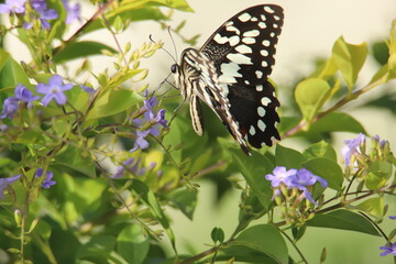 butterfly on a flower