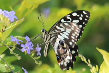 butterfly on a flower