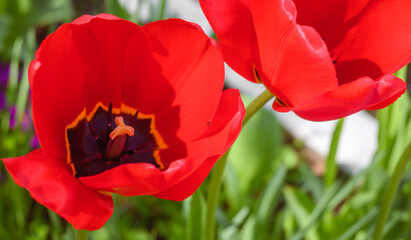 Obraz premium Red tulips close-up with blurred background of green stems. Common vegetation on fields and meadows in Europe in springtime. The concept of gift, celebration, love, spring and passion.