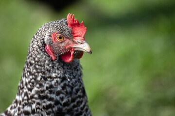 close up of chickens on a farm