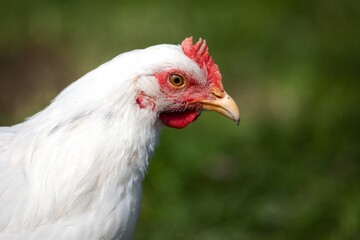 close up of chickens on a farm