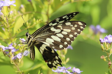 butterfly on flower