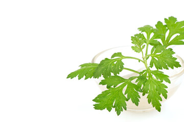 Mugwort or artemisia annua branch green leaves isolated on white background.