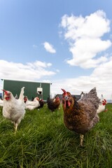 chickens on a farm