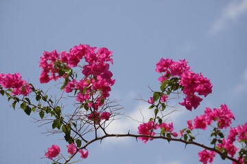 pink flowers bougainvillea against blue sky